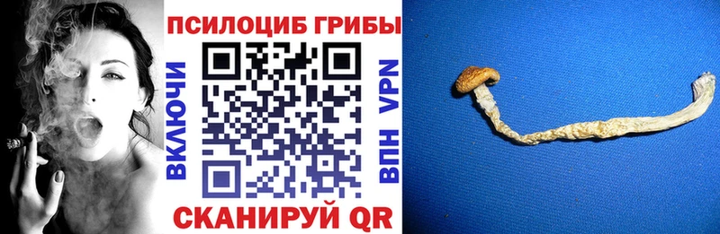 Галлюциногенные грибы MAGIC MUSHROOMS где найти наркотики Гремячинск